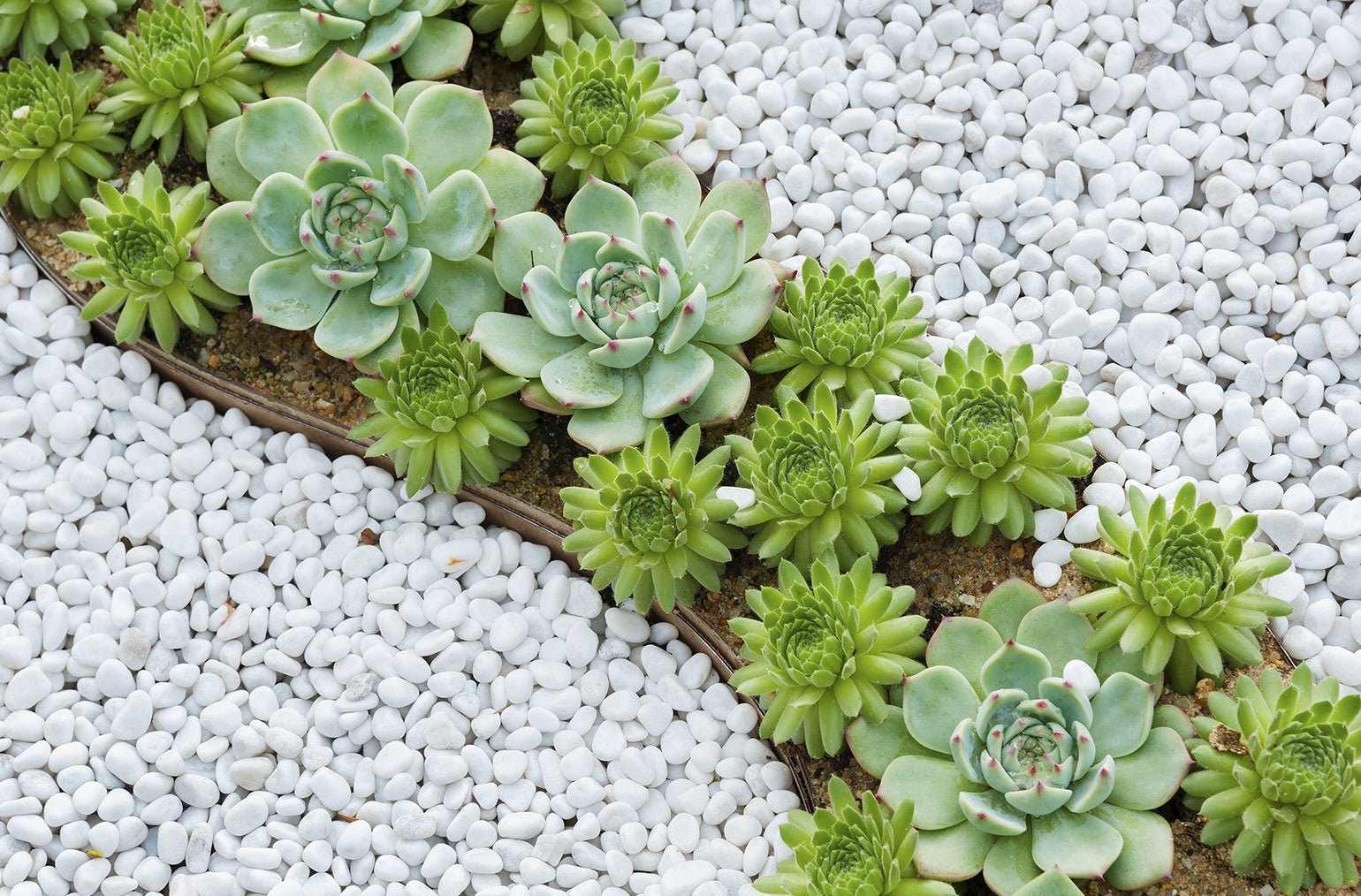 Beleuchten Sie einen trockenen Garten